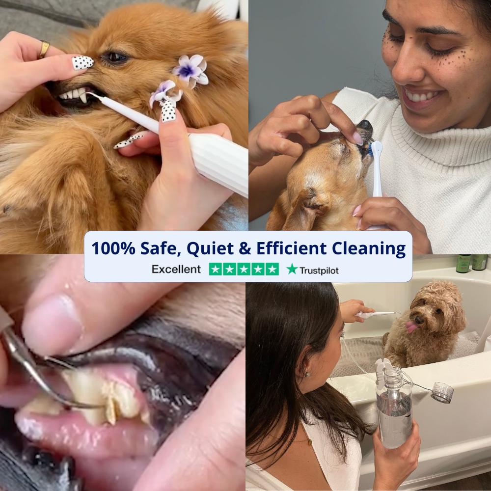 Complete Dog Dental Scaling Kit + Natural Enzymatic Toothpaste